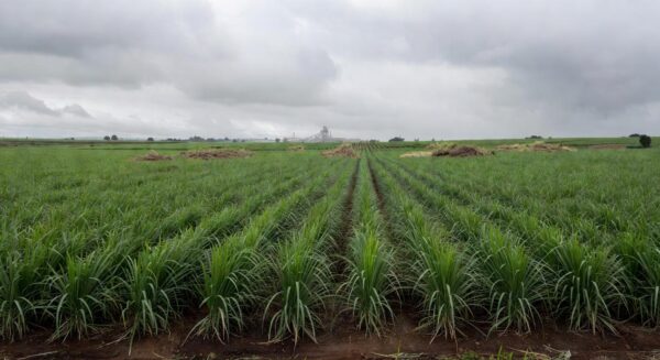 Campos de cana-de-açúcar no Brasil, representando queda no preço do açúcar devido a canetas emagrecedoras.