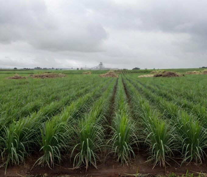 Campos de cana-de-açúcar no Brasil, representando queda no preço do açúcar devido a canetas emagrecedoras.