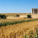 Campo de grãos no Brasil, representando exportações agrícolas e impacto no mercado global de commodities como soja e milho.