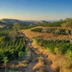 Paisagem do Cerrado Mineiro com plantações de café regenerativas, simbolizando movimento sustentável global.