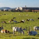 Rebanho de bois em fazenda brasileira com frigorífico ao fundo, representando mercado de boi gordo firme apesar de riscos de greve.