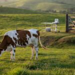 Vaca Girolando em fazenda brasileira, representando recorde de 724 oócitos em aspiração folicular.