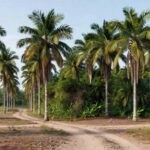 Plantação de palmeiras no Brasil com sinais de infestação por bicudo-vermelho, em área de fronteira, sob vigilância agrícola.