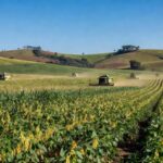 Campos agrícolas no Paraná com plantações de soja e milho, representando recorde na produção agropecuária em 2025 pelo IBGE.