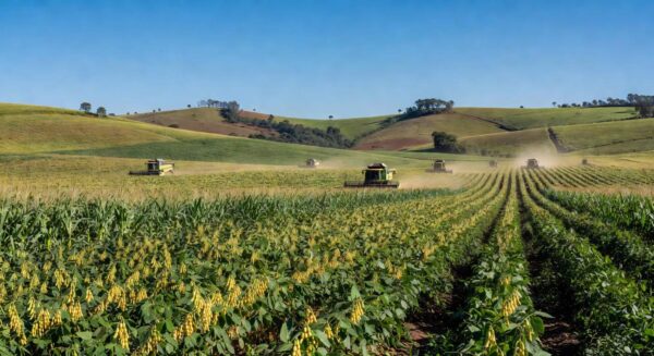 Campos agrícolas no Paraná com plantações de soja e milho, representando recorde na produção agropecuária em 2025 pelo IBGE.