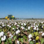 Campo de algodão em Mato Grosso com sinais de infestação pelo bicudo-do-algodoeiro e equipamentos de combate à praga.