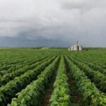 Campos de soja no Brasil sob céu nublado, representando imprevisibilidade no agronegócio devido à guerra Rússia-Ucrânia.