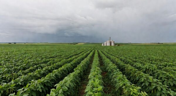 Campos de soja no Brasil sob céu nublado, representando imprevisibilidade no agronegócio devido à guerra Rússia-Ucrânia.