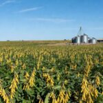 Campos de soja no Brasil com silos ao fundo, representando projeção recorde de processamento.