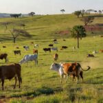 Rebanho de boi gordo em pastagem no Cerrado brasileiro, representando oferta restrita de gado no mercado.