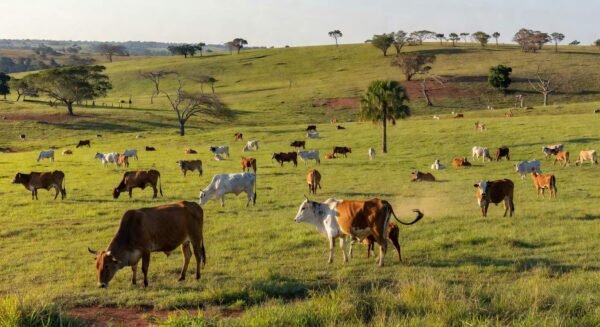 Rebanho de boi gordo em pastagem no Cerrado brasileiro, representando oferta restrita de gado no mercado.