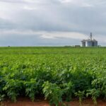 Plantação de soja no Brasil com campos verdes e silos ao fundo, ilustrando mercado estável apesar de volatilidade externa.