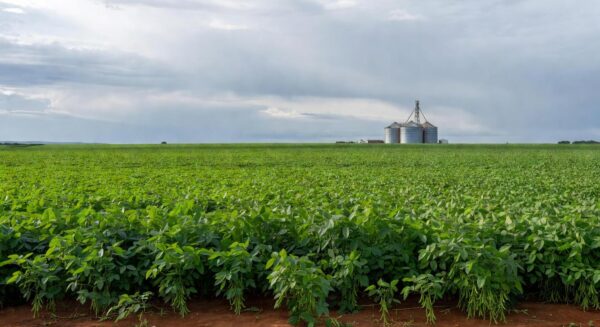 Plantação de soja no Brasil com campos verdes e silos ao fundo, ilustrando mercado estável apesar de volatilidade externa.