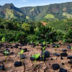 Paisagem de área degradada em Brejetuba, ES, sendo recuperada com biochar para restauração ambiental.