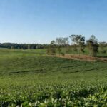Campos de soja no Cerrado brasileiro, representando crédito sustentável de US$ 435 milhões entre Cofco e Standard Chartered.
