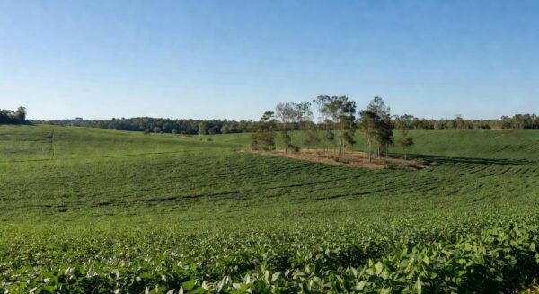Campos de soja no Cerrado brasileiro, representando crédito sustentável de US$ 435 milhões entre Cofco e Standard Chartered.