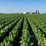 Plantação de soja em Londrina, Paraná, representando pesquisa agrícola da Embrapa e Fundação Meridional.