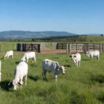 Bezerros nelore em fazenda brasileira, recorde de preços após abate de fêmeas.