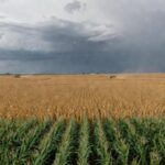 Paisagem rural brasileira com lavouras de soja e milho, representando projeção do VBP agropecuário pela CNA para 2026.