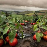 Plantação de tomate no Brasil com folhas afetadas por larva-alfinete sob clima instável.