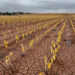 Plantação de soja no Brasil com solo degradado por fertilizantes excessivos, em estilo fotojornalístico.