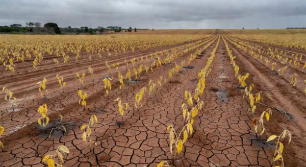 Plantação de soja no Brasil com solo degradado por fertilizantes excessivos, em estilo fotojornalístico.