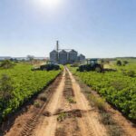 Paisagem de plantação de soja no agronegócio brasileiro, representando avanço de mulheres em liderança.