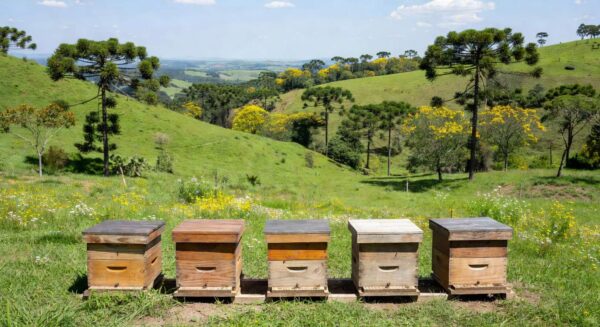 Colmeias de abelhas em fazenda sustentável no interior de SP, ilustrando apicultura como negócio rentável.