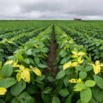 Lavoura de soja no Brasil ameaçada por praga tamanduá, com plantas danificadas e perdas de até 30%.