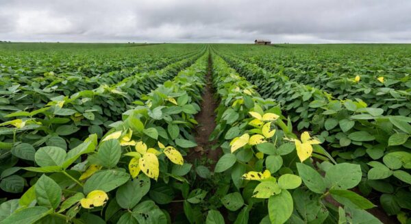 Lavoura de soja no Brasil ameaçada por praga tamanduá, com plantas danificadas e perdas de até 30%.