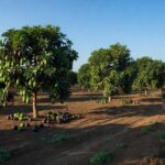 Plantação de abacate em Tupã, SP, com safra recorde superando perdas e impulsionando exportações.