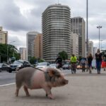 Mini porco passeando na Avenida Paulista em São Paulo, conquistando milhões de visualizações nas redes sociais.