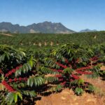 Plantação de café conilon no Espírito Santo, com grãos maduros, representando plano de aumento de produtividade para 50 sacas por hectare até 2030.