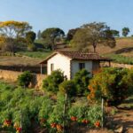 Lavoura de agricultura familiar no interior de São Paulo, ilustrando programa de apoio governamental.