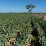 Plantação de soja em comunidade rural de Mato Grosso, com foco em cultivo sustentável para oficinas de receitas.