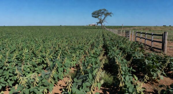 Plantação de soja em comunidade rural de Mato Grosso, com foco em cultivo sustentável para oficinas de receitas.