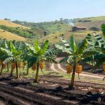 Plantação de bananeiras no Brasil com cachos de bananas Ambrosia resistentes a doenças, lançadas pela Embrapa após pesquisa.