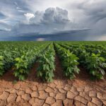 Plantação de soja no Cerrado brasileiro afetada por seca e mudanças climáticas, representando desafios no agronegócio.