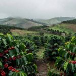 Plantação de café verdejante no Brasil após chuvas de março, impulsionando safra recorde em 2026.