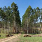 Plantação de eucaliptos no Brasil, ilustrando avanço científico na durabilidade da madeira para 50 anos.