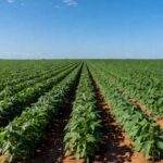 Plantação de soja no Brasil com preços estáveis no mercado apesar da alta do dólar.