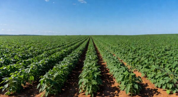 Plantação de soja no Brasil com preços estáveis no mercado apesar da alta do dólar.
