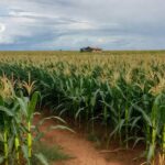 Plantação de milho no Centro-Oeste brasileiro, com espigas maduras e céu nublado, representando o mercado de commodities na B3.