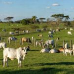 Rebanho de gado em fazenda brasileira, representando mercado de boi gordo estável e futuros na B3.