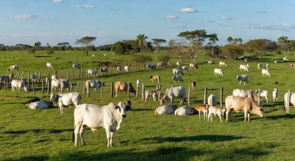 Rebanho de gado em fazenda brasileira, representando mercado de boi gordo estável e futuros na B3.