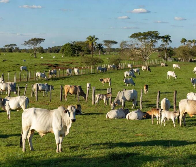 Rebanho de gado em fazenda brasileira, representando mercado de boi gordo estável e futuros na B3.
