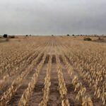 Lavoura de soja em Mato Grosso com plantas danificadas, representando perdas de até 40% e endividamento na safra 2023/24.