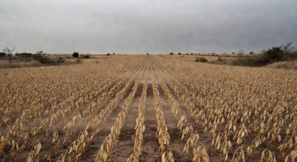 Lavoura de soja em Mato Grosso com plantas danificadas, representando perdas de até 40% e endividamento na safra 2023/24.