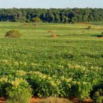 Plantação de soja no Cerrado e Amazônia, ilustrando expansão do Renova Pasto 2.0 pelo Rabobank e Fundo AGRI3.
