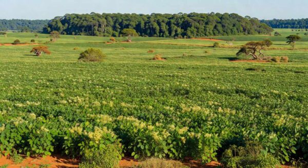 Plantação de soja no Cerrado e Amazônia, ilustrando expansão do Renova Pasto 2.0 pelo Rabobank e Fundo AGRI3.